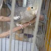 طوطی