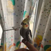 عروس نروماده دستی