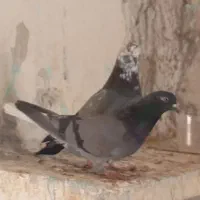 سه جفت کبوتر پرشی|پرنده|مزرعه کتول, |دیوار