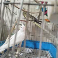دوجفت عروس