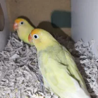 جفت کوتوله مولد روی تخم ماده گرینچیک دستی بالغ