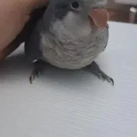 گمشده