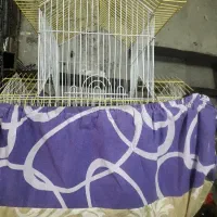 یه جفت مرغ عشق باتمام وسایل وقفس مفت