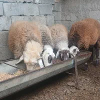 چهار راس بره ۲تا ماده ۲تا نر