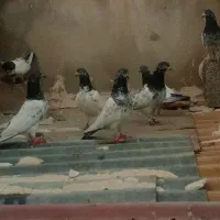 پاکستانی|پرنده|عسلویه, |دیوار