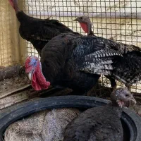 بوقلمون برنز