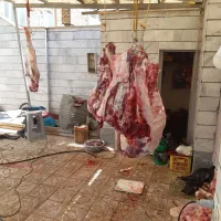 ذبح احشام بزرگ گوچک