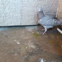 کبوتر|پرنده|لردگان, |دیوار