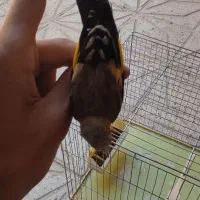 سهره جوجه قفس|پرنده|کرمانشاه, |دیوار