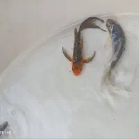 ماهی قرمز،گلدفیش،کوی|ماهی|خان ببین, |دیوار