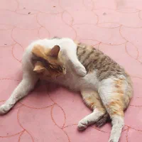 نگهداری گربه