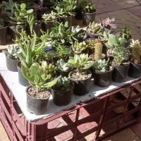 ساکولنت سایز6 دونه ای 50