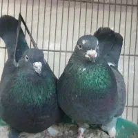 کبوتر یا کفتر