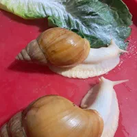 حلزون کولاژن ساز