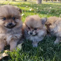 پارمین پرتغالی|سگ|مشهد, حضرت حجت|دیوار