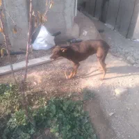 سگ ماده افغان و دوبرمن اصل|سگ|هشتگرد, فاز ۳ مهستان|دیوار