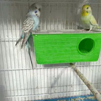 انواع مرغ عشق|پرنده|شیراز, گل سرخ|دیوار