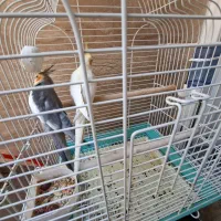 یک جفت عروس هلندی سالم و سرحال|پرنده|قزوین, |دیوار