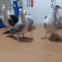 شش عدد مغلف سرحال واکسن شده