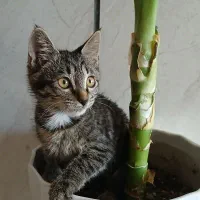 گربه