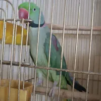 تعدادی پرنده زینتی مولد