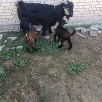 حیوانات‌مزرعه|حیوانات مزرعه|گتوند, |دیوار