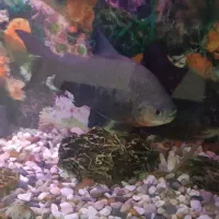 فروش ماهی آکواریوم