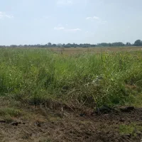 زمین کشاورزی برنج کاری ۳۰۰۰ متر در روستای  دستک|فروش زمین و ملک کلنگی|کیاشهر, |دیوار