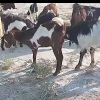 بز جوان سر حال و چاق ۸۹راس