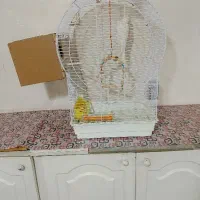 یک جفت عروس هلندی