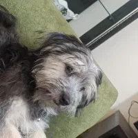 سگ شیتزوتریر۵ماهه