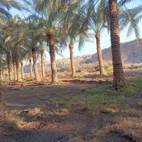 نیازمند درخت سایه کن