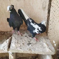 کبوتر رنگی یاهو