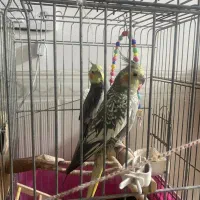 عروس هلندی نر و ماده|پرنده|قرچک, باقرآباد|دیوار