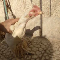 مرغ افغان کرچ|حیوانات مزرعه|خمینی‌شهر, |دیوار