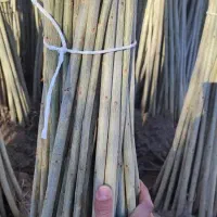 نهال صنوبر تبریزی|خدمات باغبانی و درختکاری|مشگین شهر, |دیوار