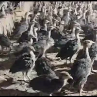 بو.قلمون برنز ۷روزه