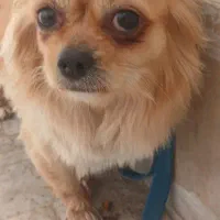 واگذاری سگ .