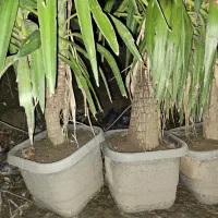 یوکا و سیکاس|گل و گیاه طبیعی|سنگر, |دیوار