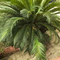 سیکاس بزرگ|گل و گیاه طبیعی|سنگر, |دیوار