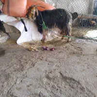 بز جوان|حیوانات مزرعه|شوشتر, |دیوار