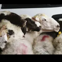 گوسفند دسته اول بدون واسطه