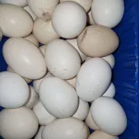 تخم‌ مرغ محلی نطفه دار