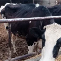 فروش دو راس گاو