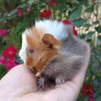 خوکچه هندی فشن