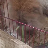 خرگوش|موش و خرگوش|تبریز, |دیوار