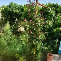 ورابادباغ ویلا شیک دوبلکس بادرختان چندین ساله|فروش خانه و ویلا|خمین, |دیوار