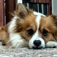 سگ پامر روباهی