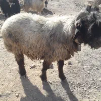 نرمیش وبز|حیوانات مزرعه|مسجد سلیمان, |دیوار