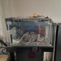 اکواریوم شیشه خم شرکتی|ماهی|پرند, فاز ۶|دیوار